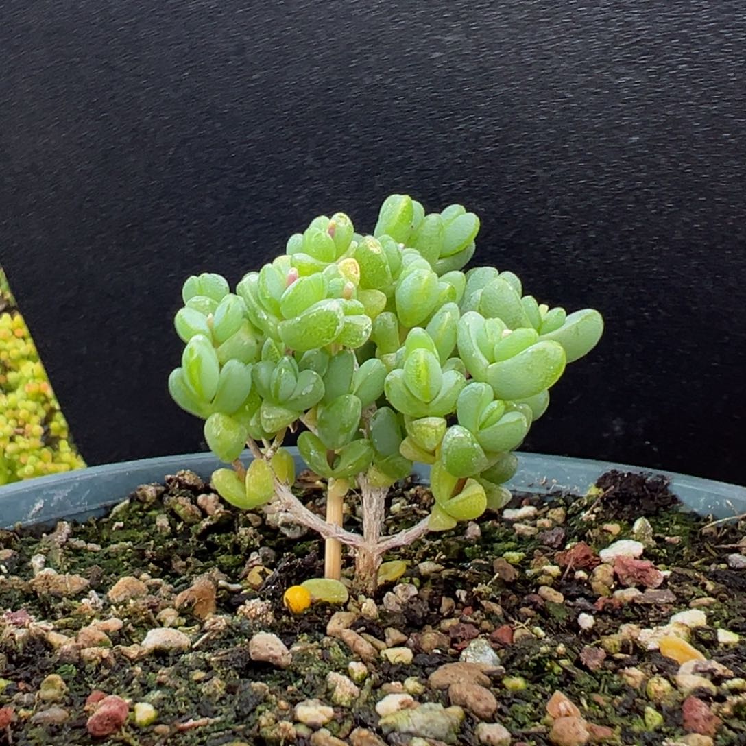 dy3651直杆小树型元宝冠幅