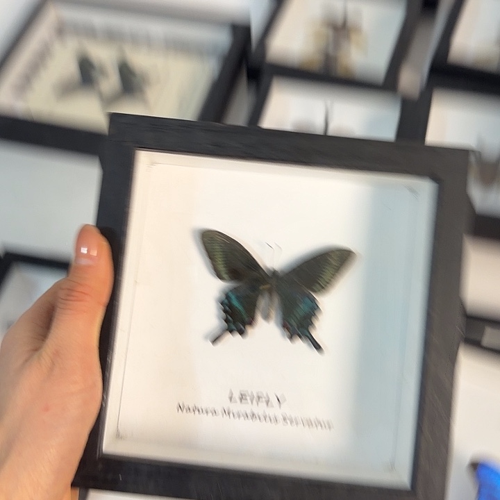 248蝴蝶蝴蝶蝴蝶蝴蝶