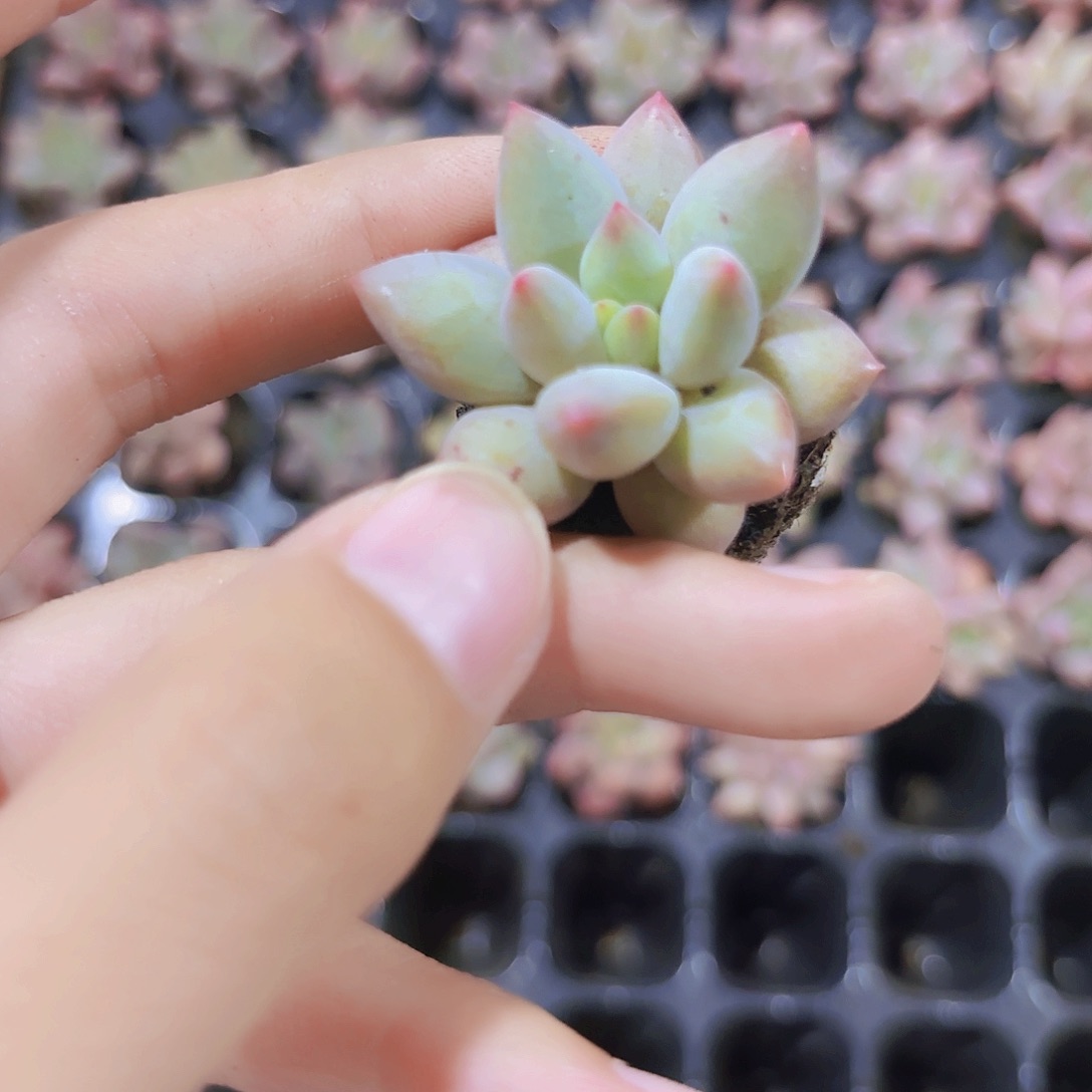 小穴苗金鱼姬多肉植物