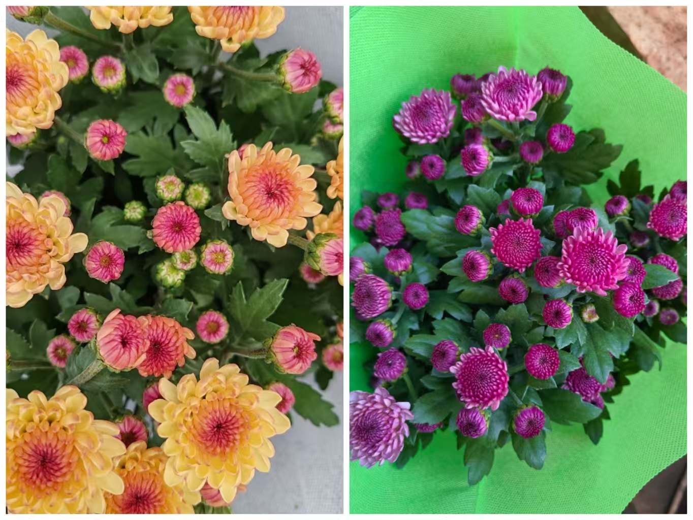 (蛋挞橙黄+玫瑰粉）小雏菊菊耐热花量大花期长室内外开花植物