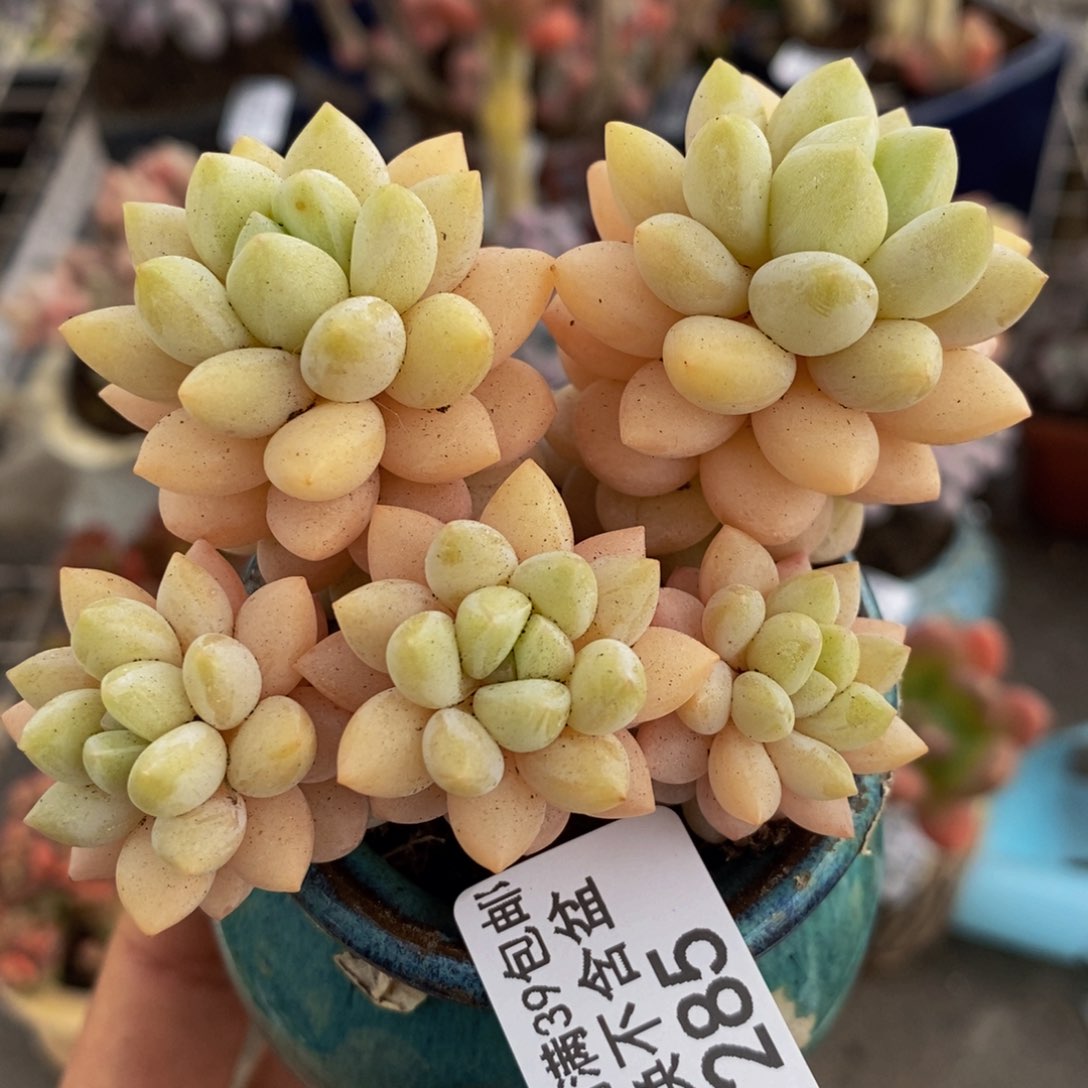 泡泡糖285/8vm的肉