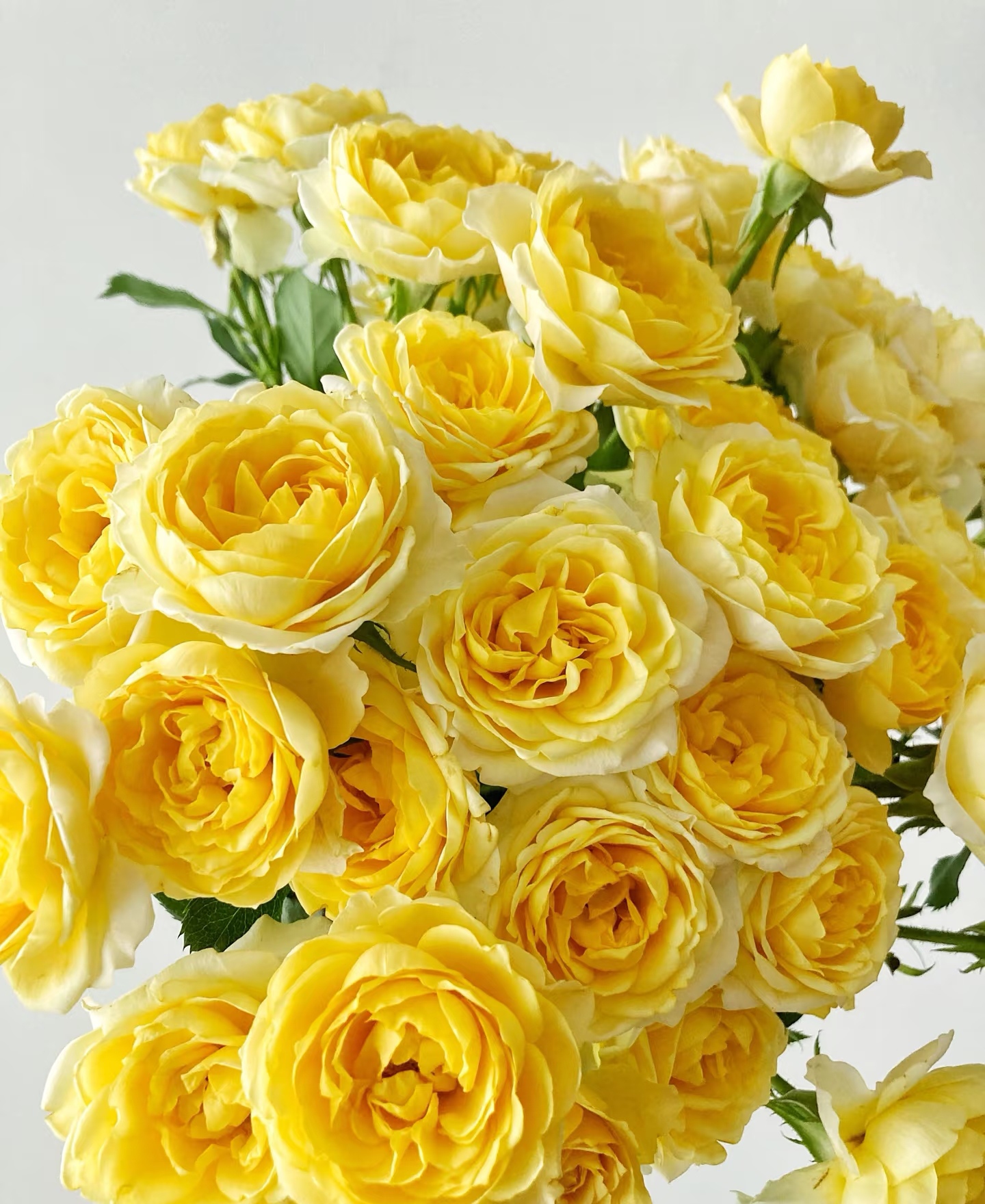 金色潮流多头玫瑰9支+1支防损 拍1单发中通2单升级快递