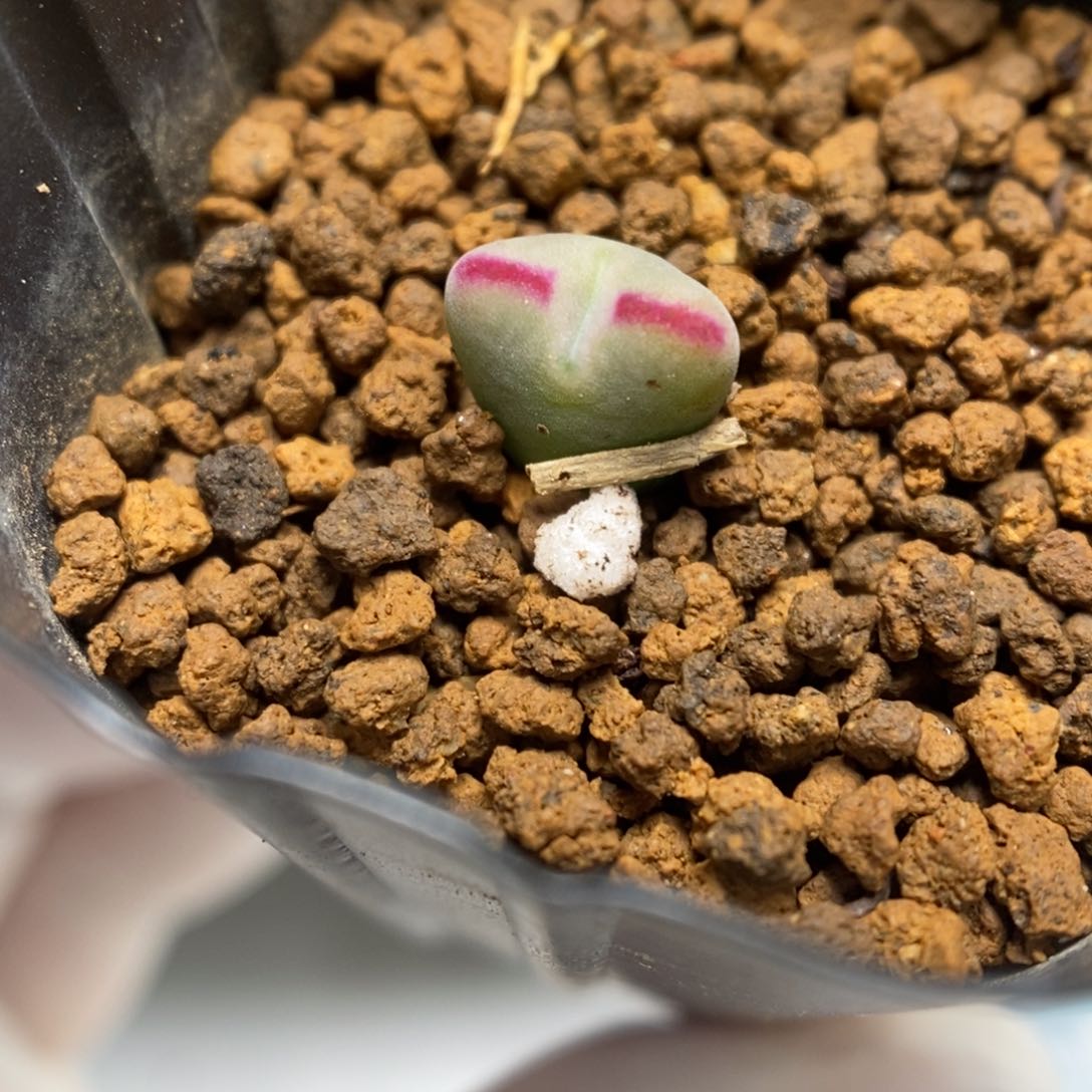 多肉植物肉锥杂交K-608（0.8）