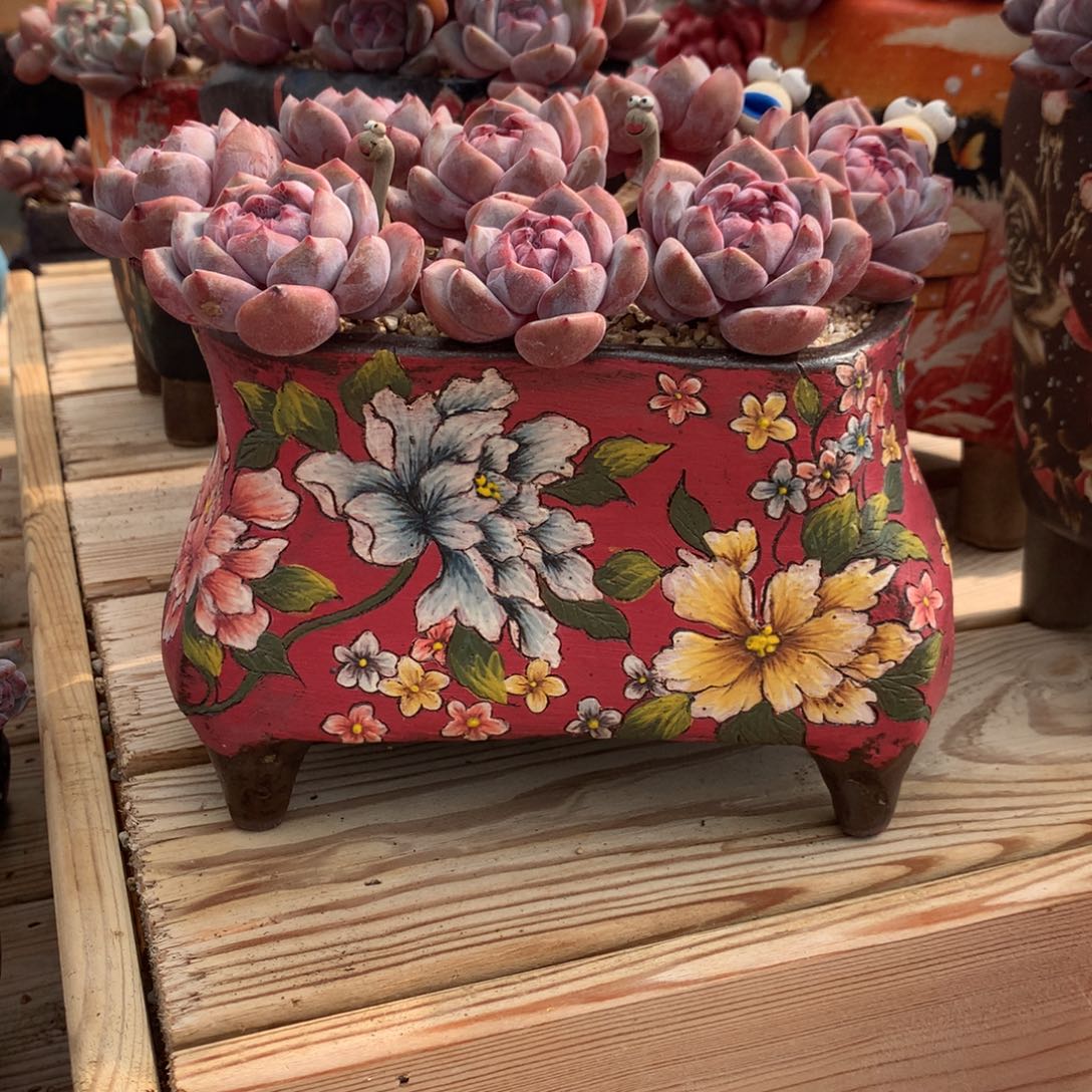 过*过客酥皮鸭发货多肉