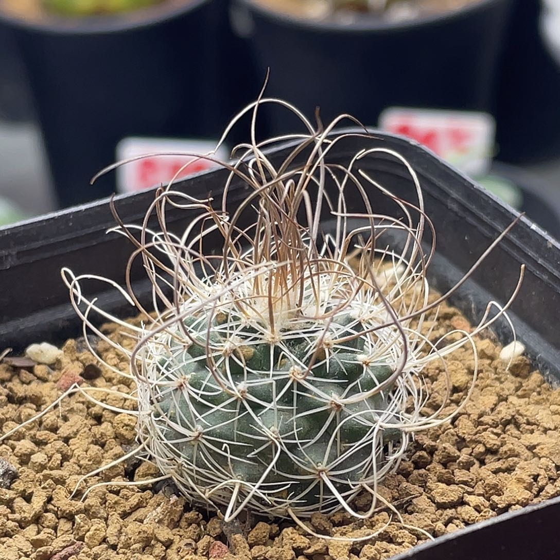 狂刺草刺娇丽仙人球