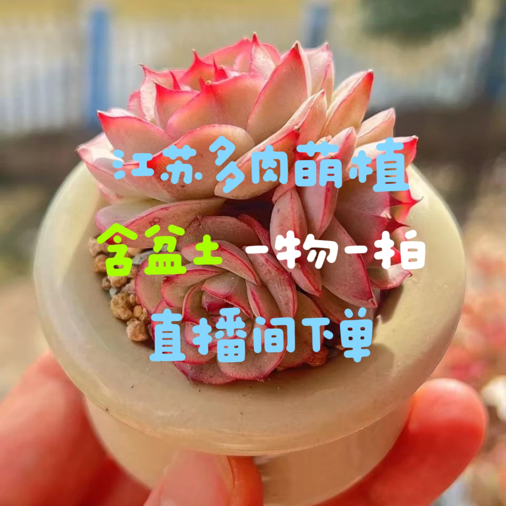 1号 江苏精品 精控精养多肉 一物一拍直播间下单  1号