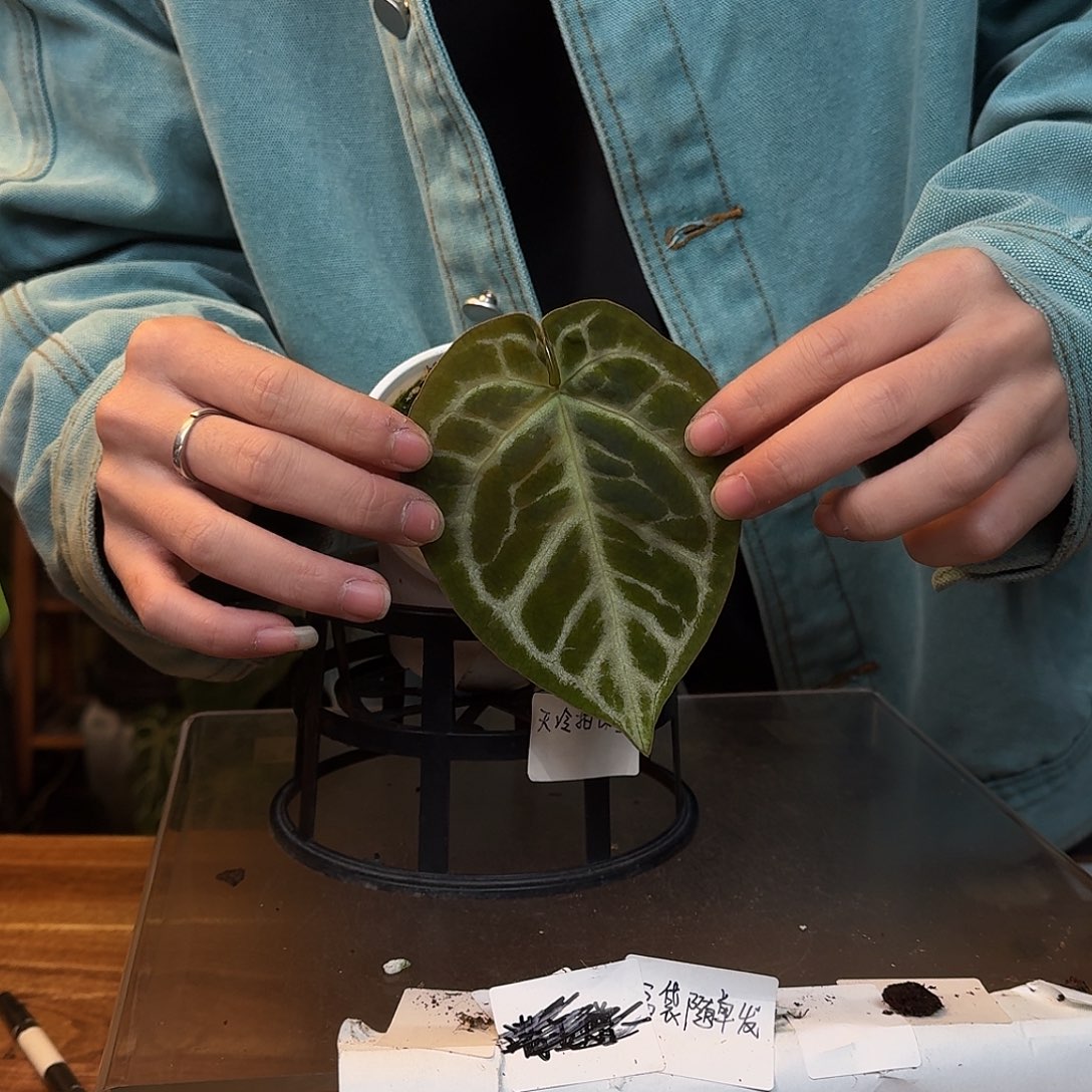 不开花植物L51粉脉撕裂纹杂狂想曲