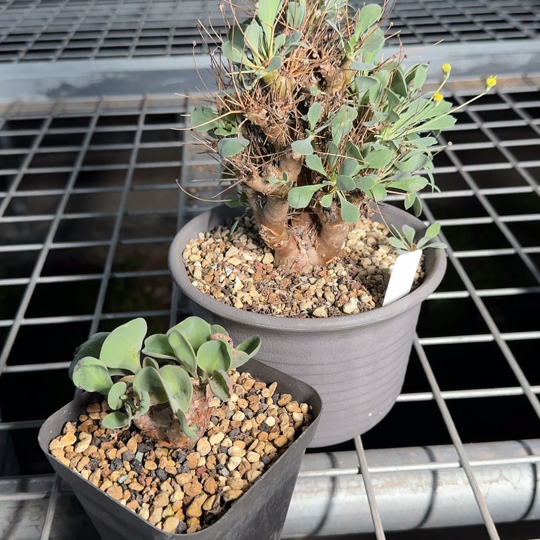 M***s定向的带盆两个拍下不要付款