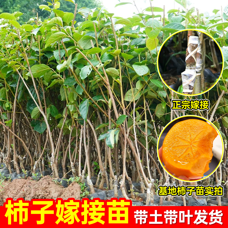【直播专享】太秋脆甜柿子营养杯高产南北方可种植柿子营养杯