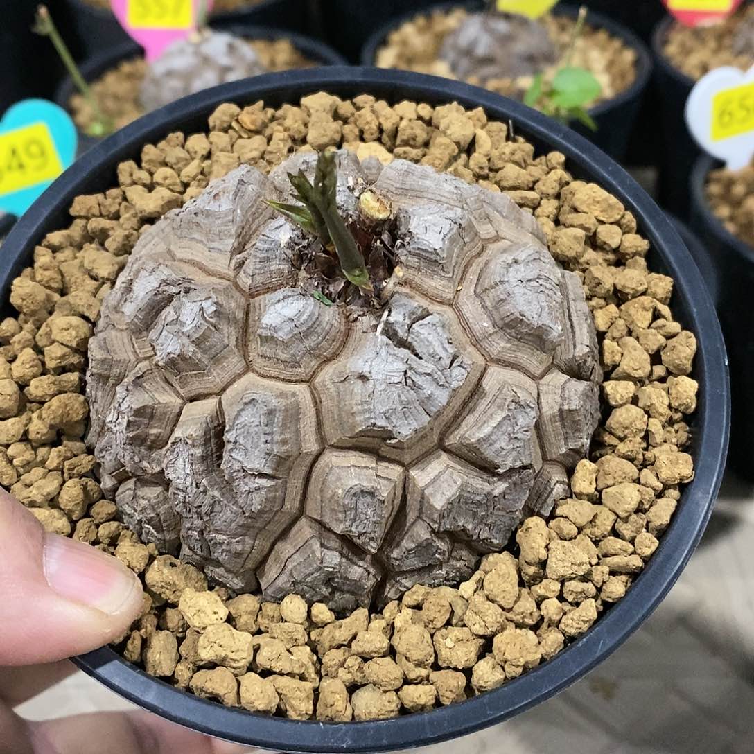 南非龟甲龙龟甲龙