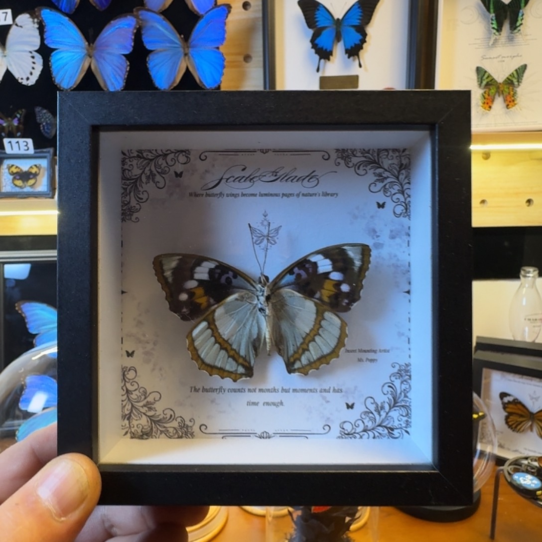 有机玻璃白斑迷蛱蝶5寸玻璃框