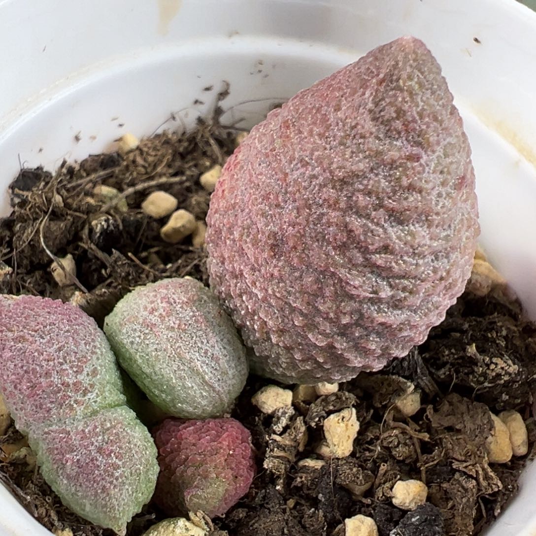 腹部大苗胖叶子多肉植物水泡