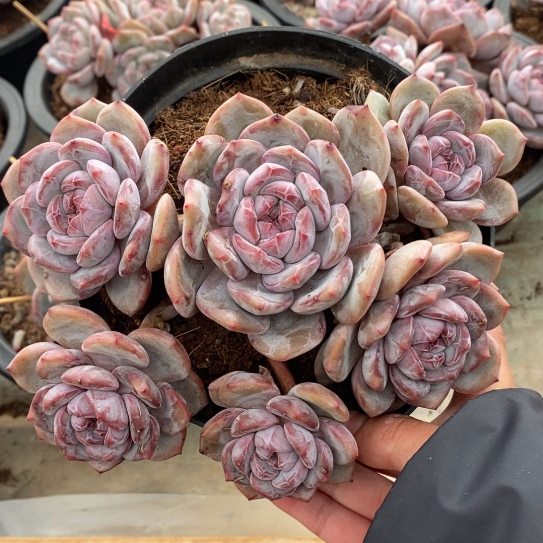 六头绿底紫心脸朝上短肥圆