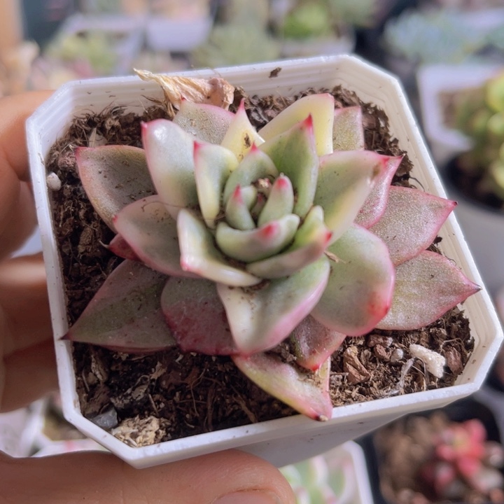 幸福玛丽亚锦多肉植物475