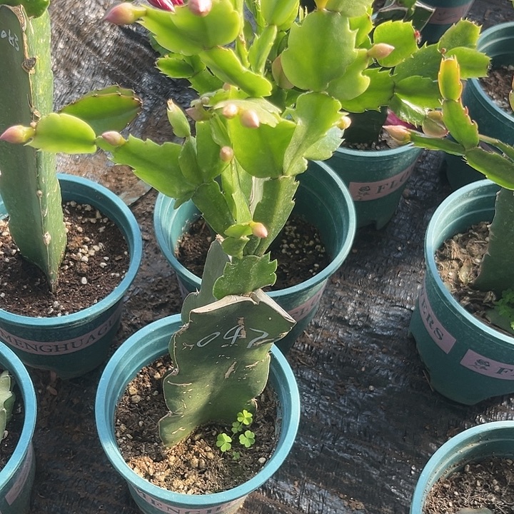 十***东8号047紫色00000000000000