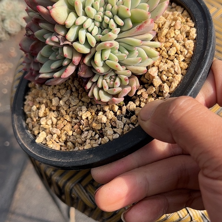 【闪购商品】爱丽儿缀多肉植物