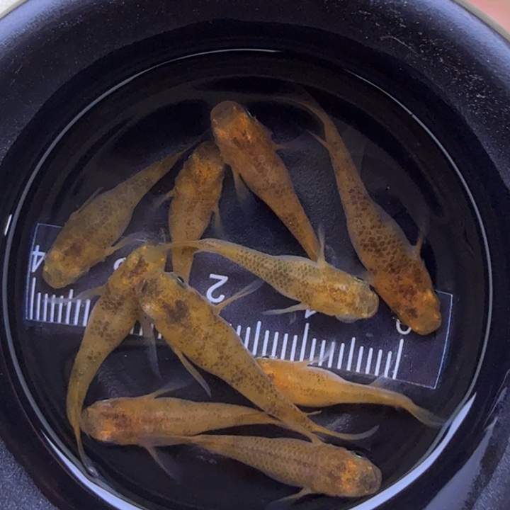 青鳉鱼赤虎球球7号