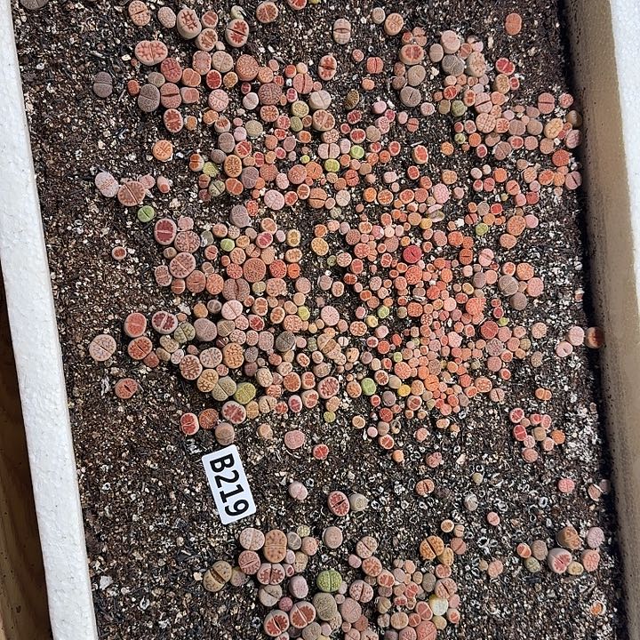 生219石花整框脱土发货不售后