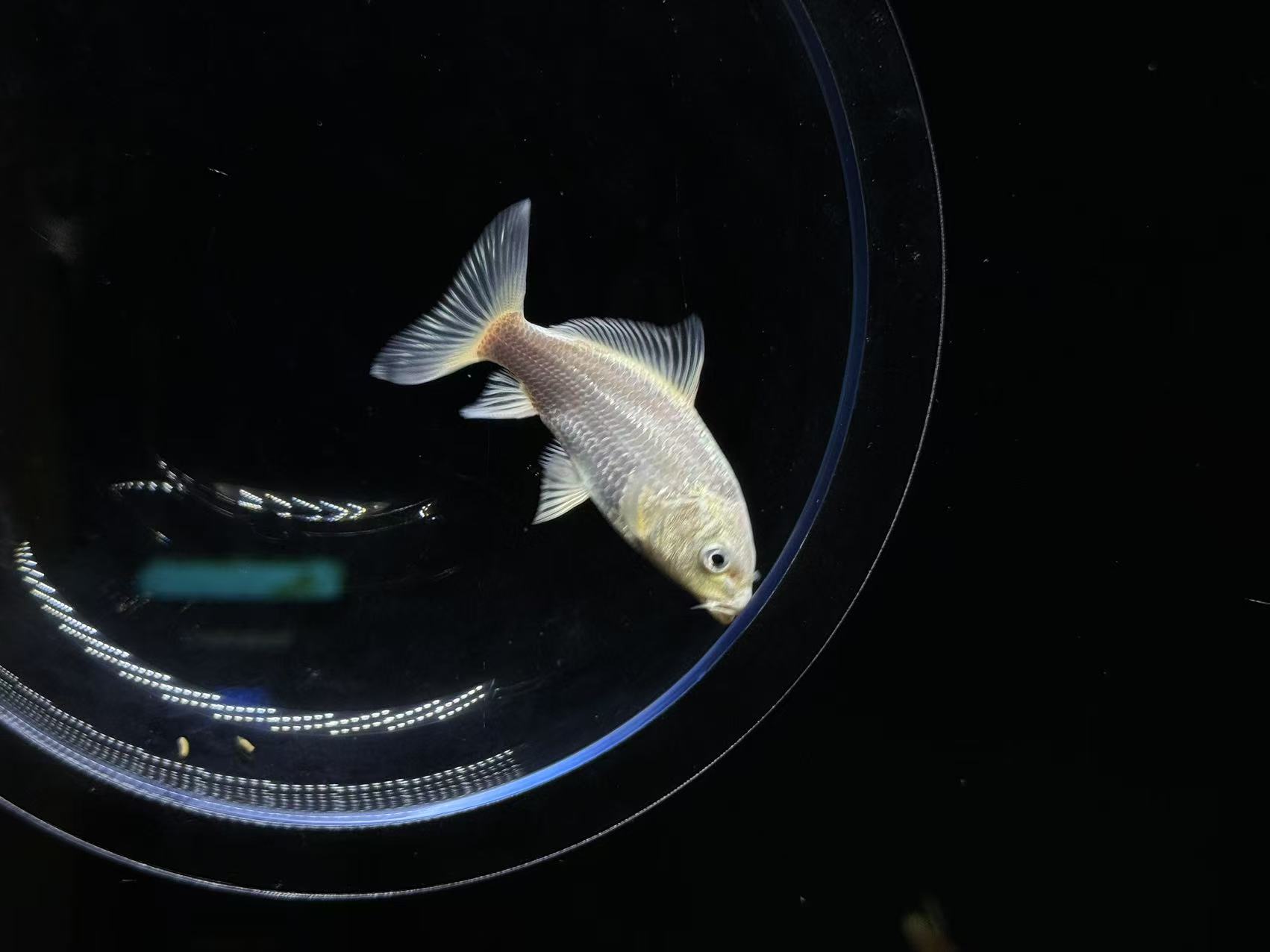 白色蝴蝶鲤尺寸3-7公分-有误差介意勿拍