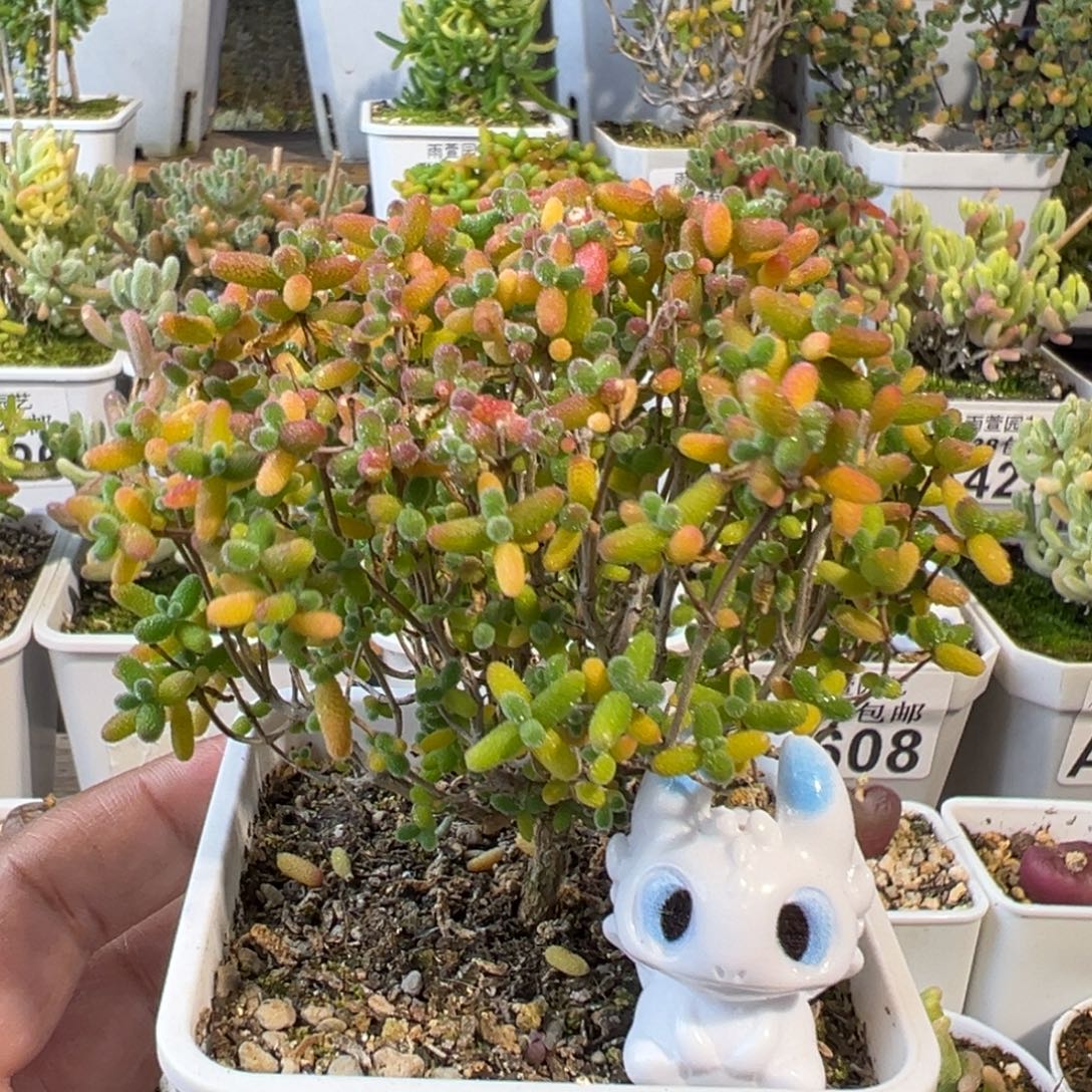 26-523枝干番杏多肉蜜橘小树七方盆一物一拍