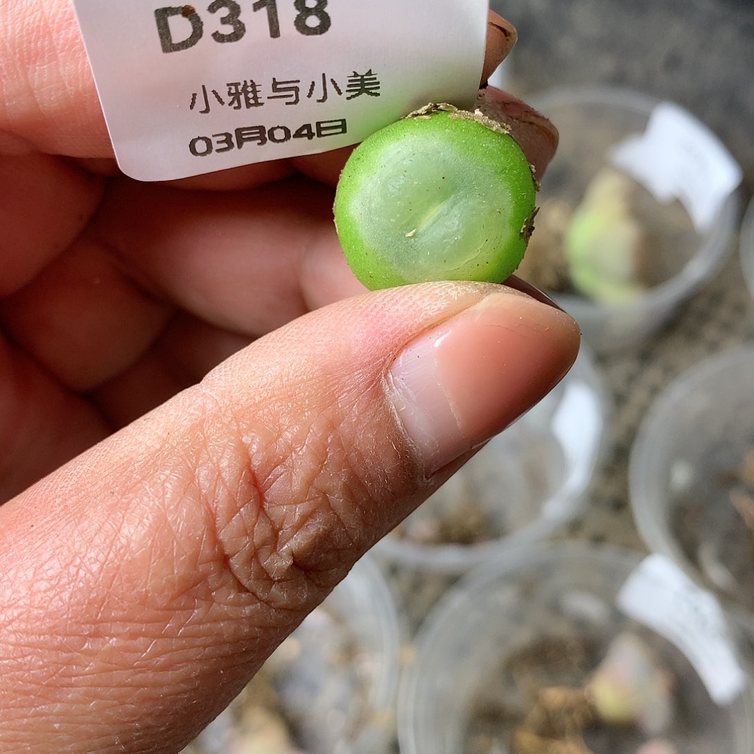 D318多肉植物保护研究所