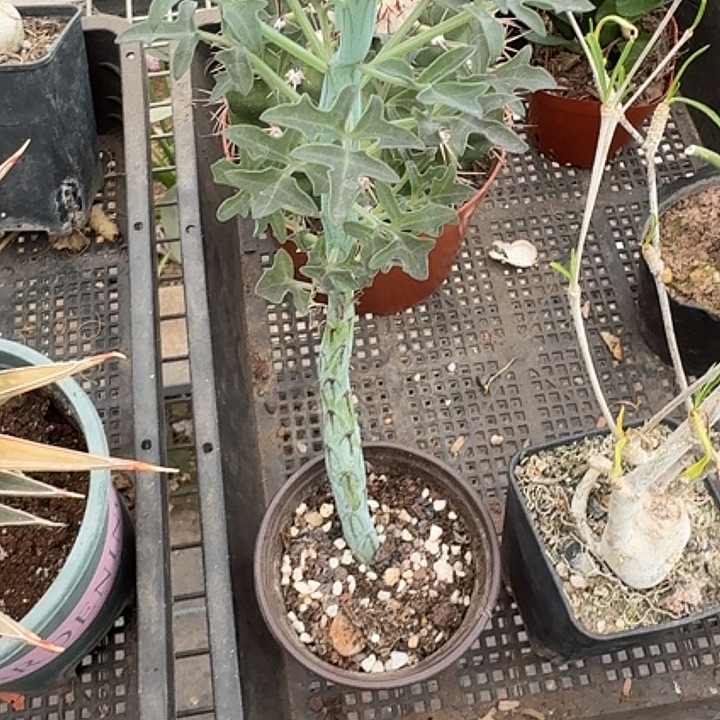 悟***）七宝树单头2仙人球