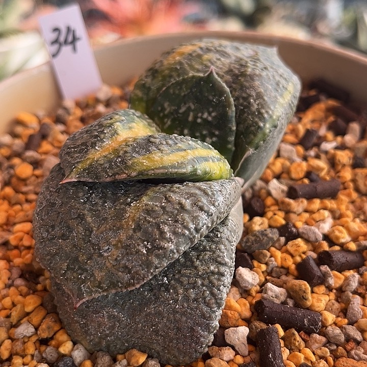 34脱土发货1111111111