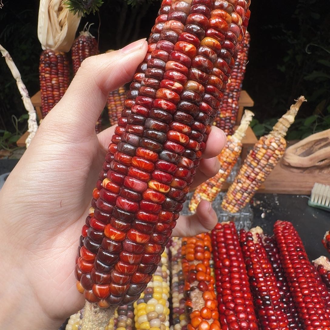 蜜***工大叶紫檀（黑酸枝木类）