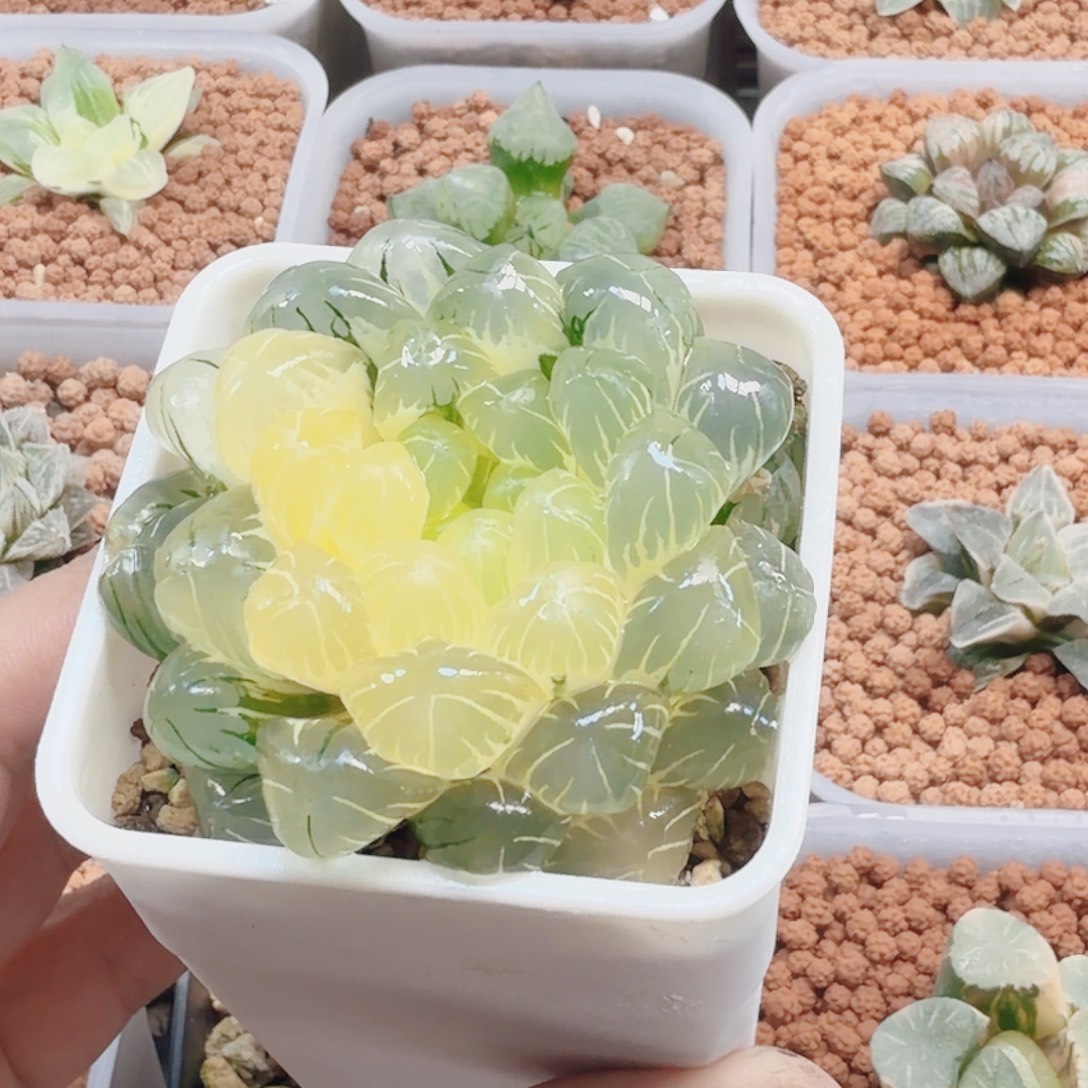 十二卷实生冰灯锦福利