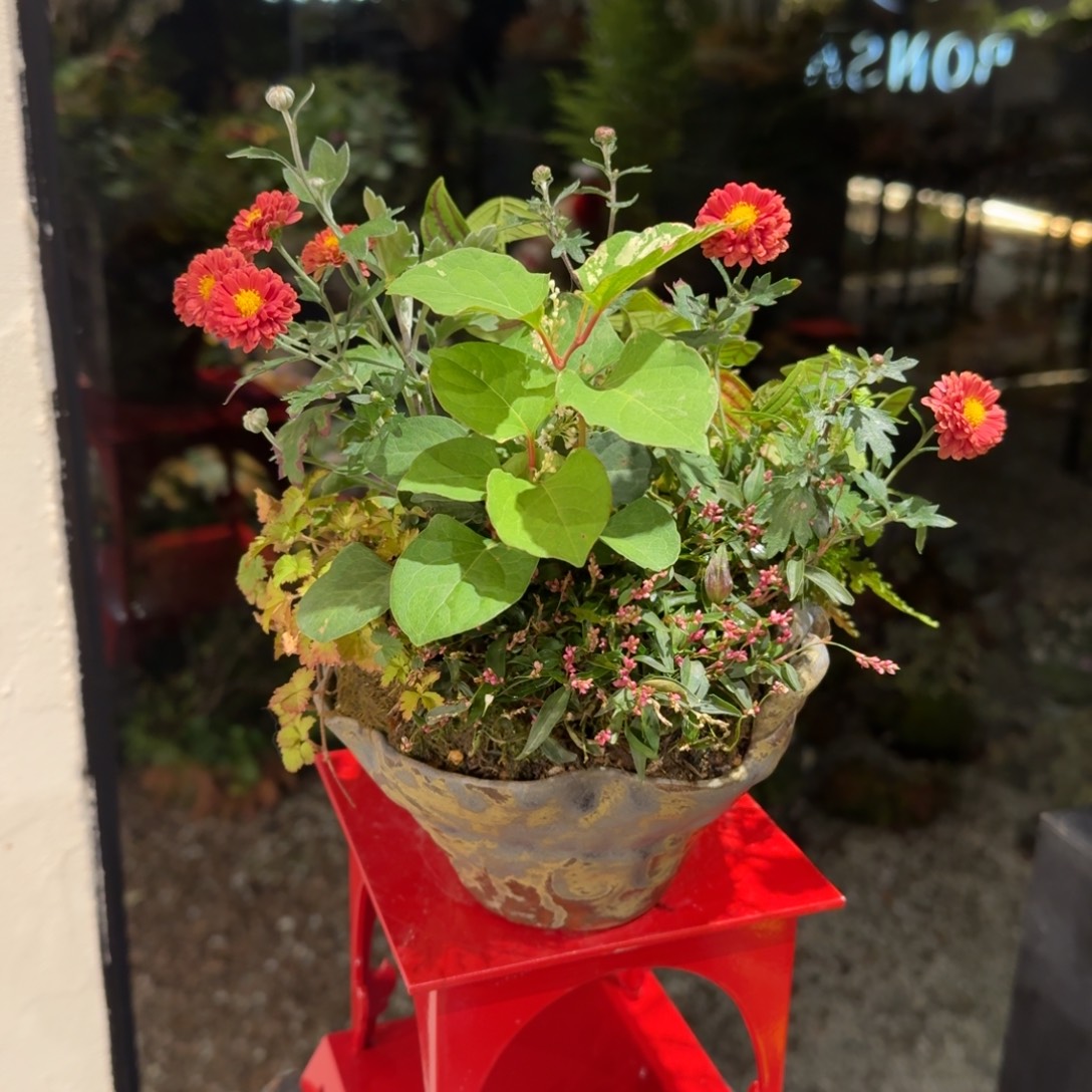 全部花朵山野草手作盆