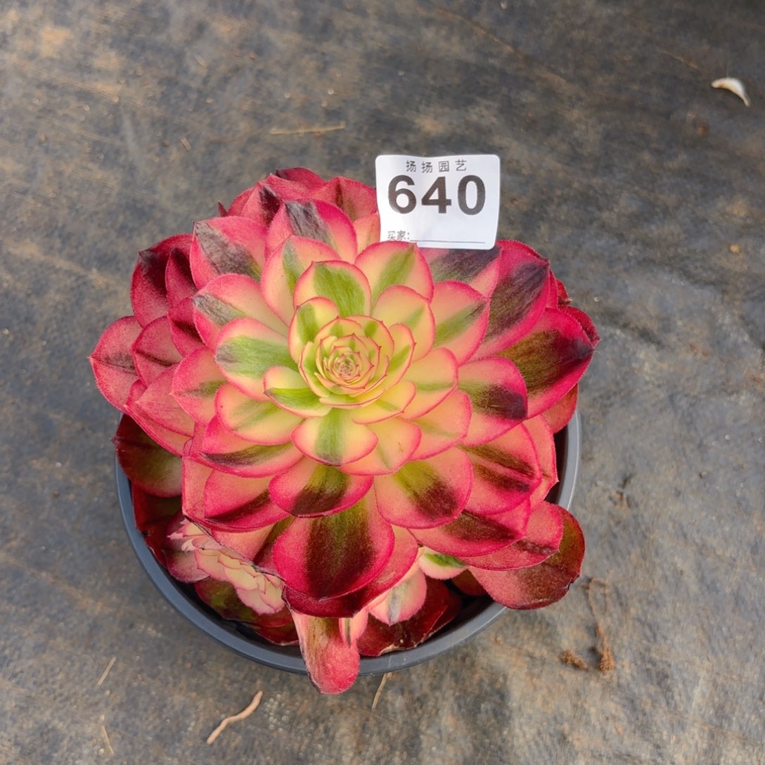 哈***…123 640多肉法师