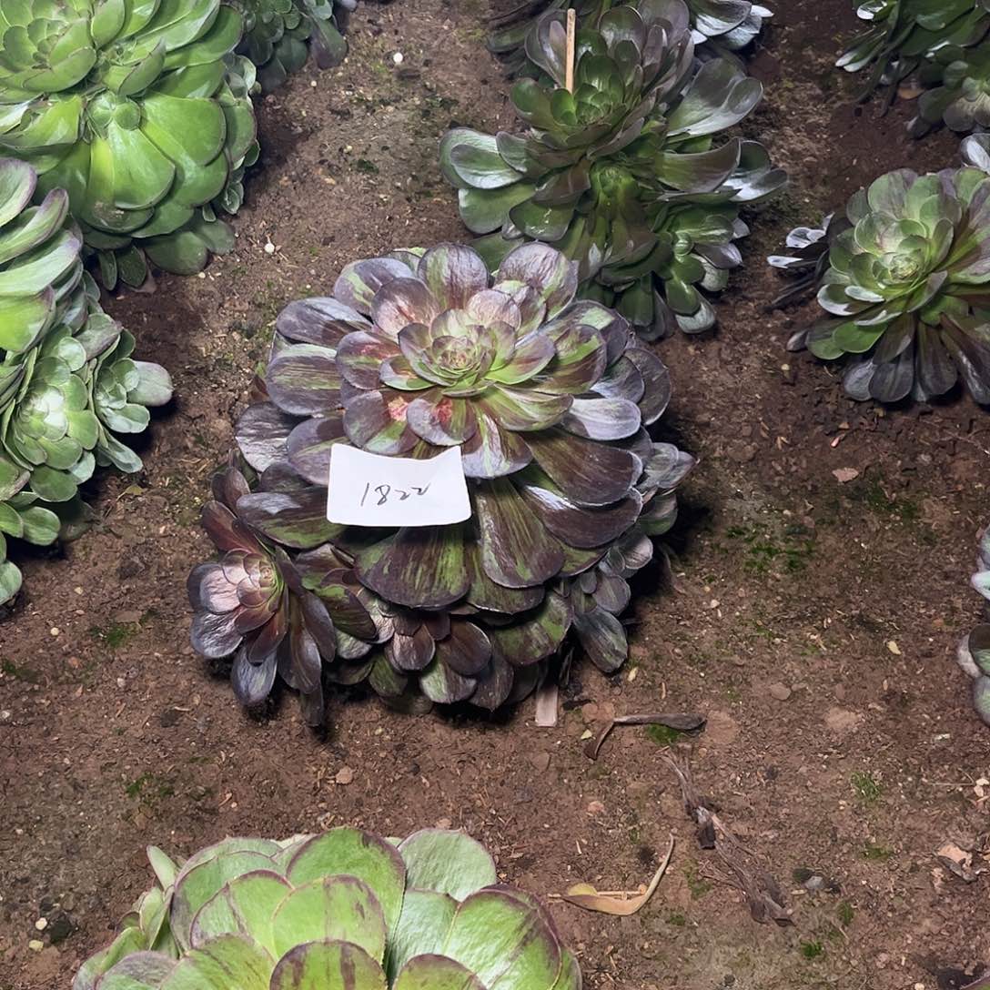 聆****。多肉法师锦花月夜1822