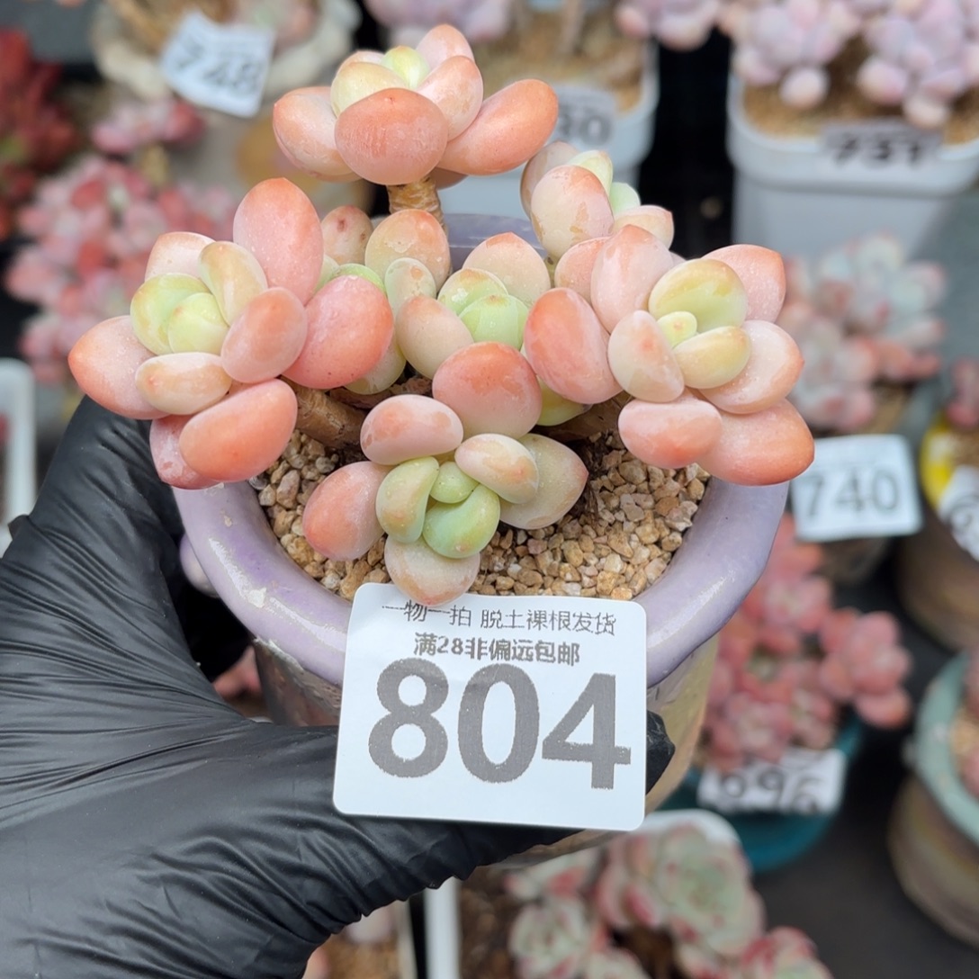 橘子洛神无盆土发货