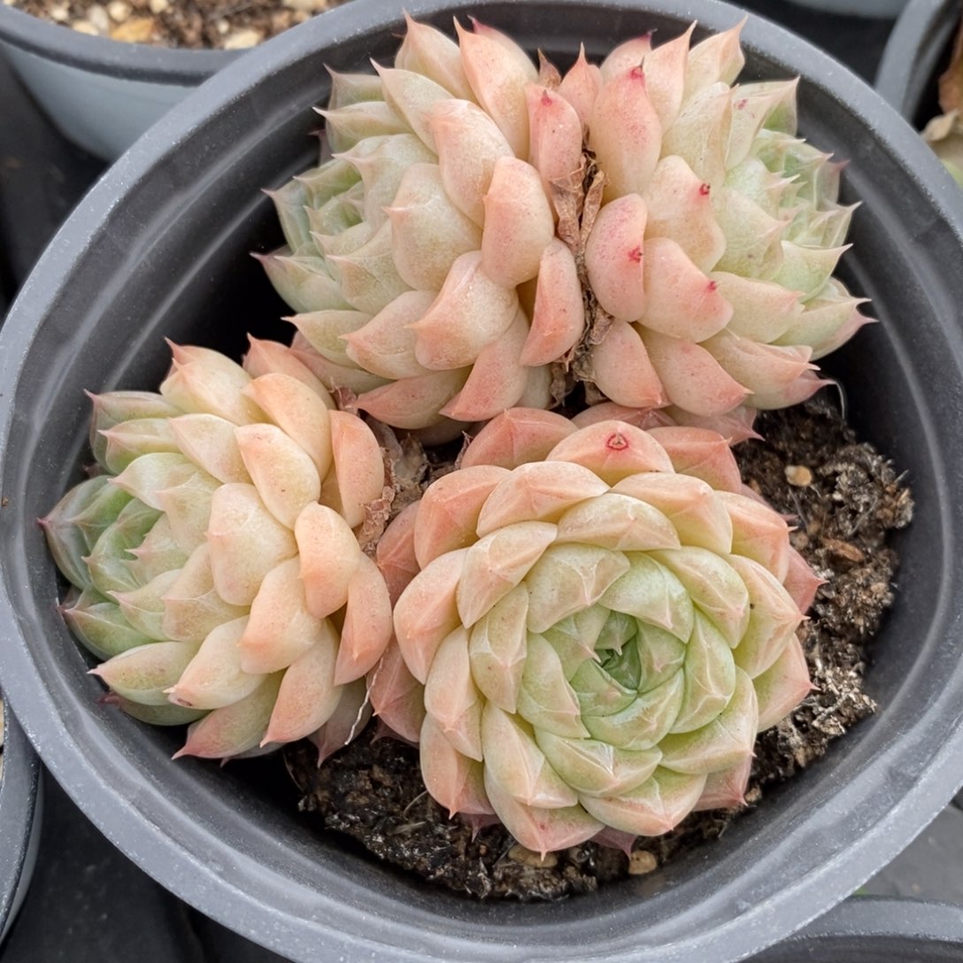 自助下单一物一拍多肉植物_可寄养