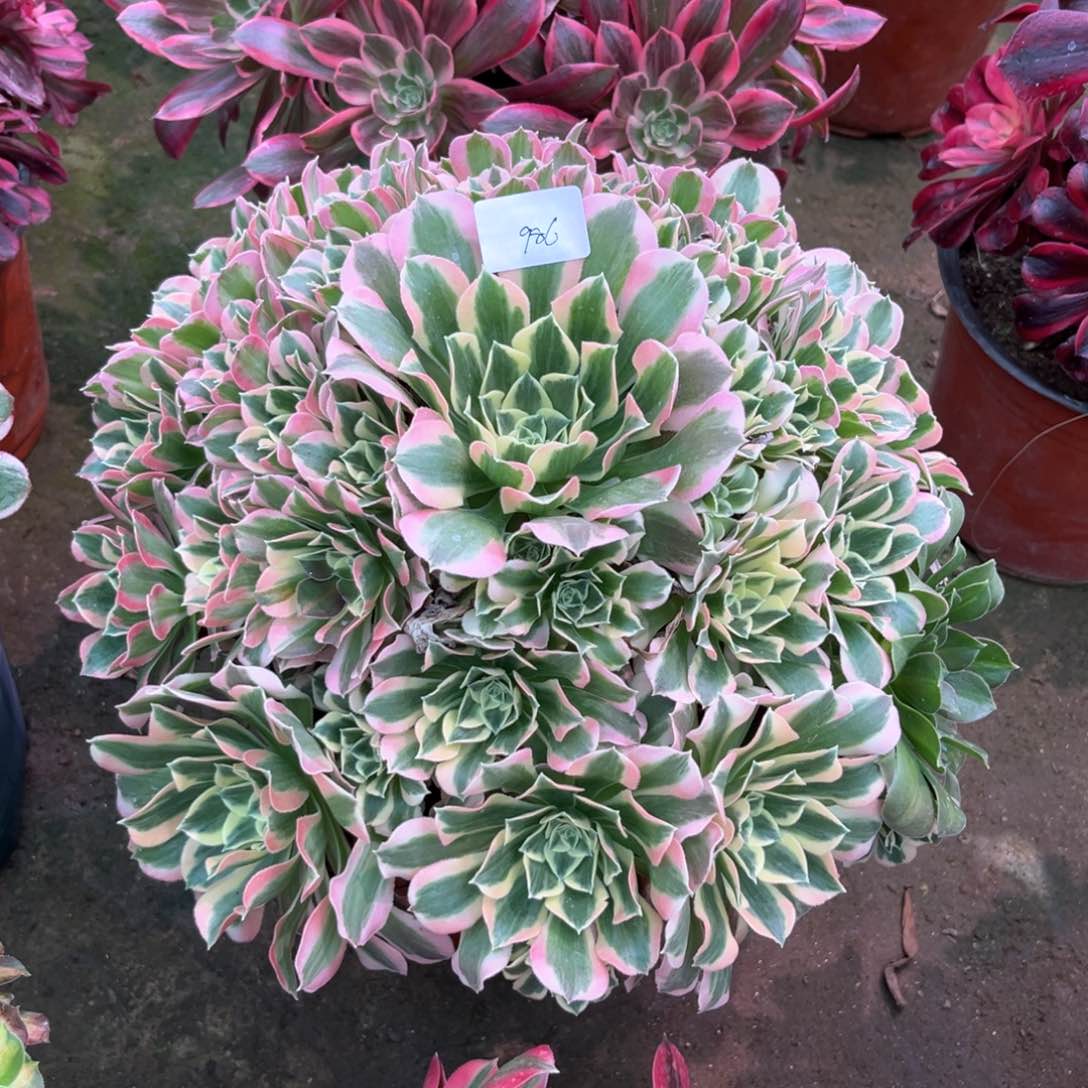 多肉植物白凤986