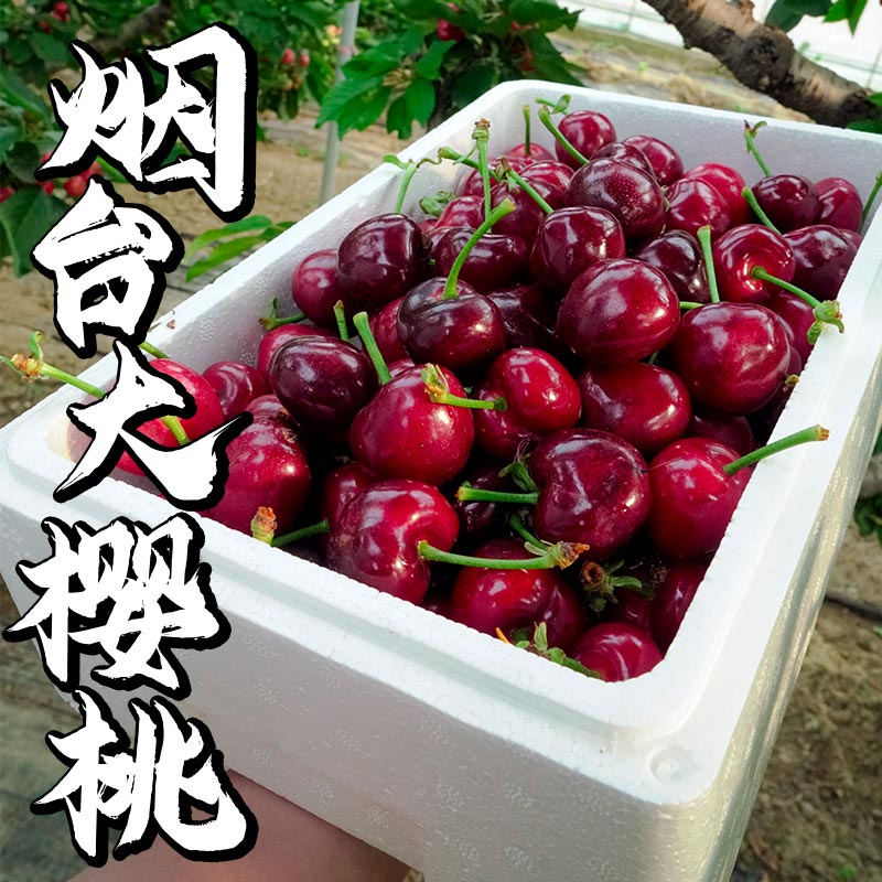 【顺丰冷链包邮】烟台大樱桃露天头茬美早大樱桃J现摘现发拼手速4斤