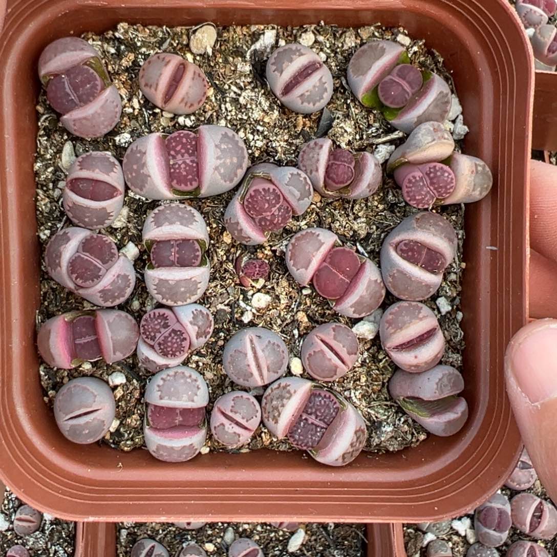 【闪购商品】2962……