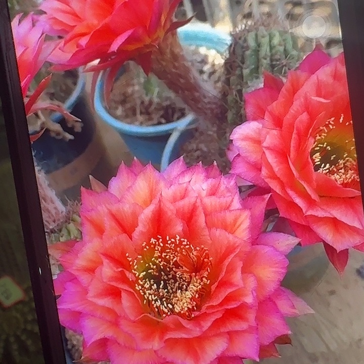 立夏侧芽5公分毛花柱容易掉刺