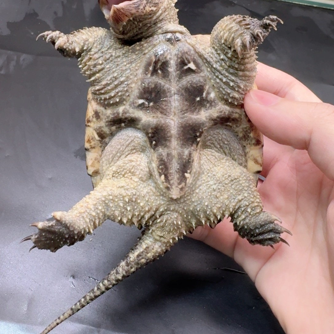 宠物龟不分公母111