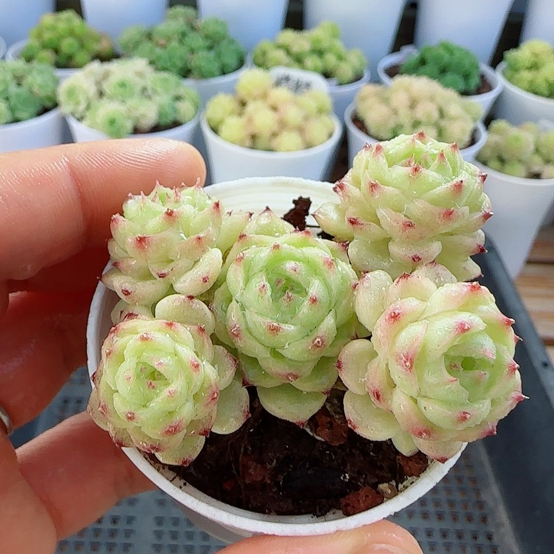 【闪购商品】0607-1包子麦杆