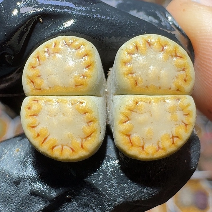 生石花1111111。    176