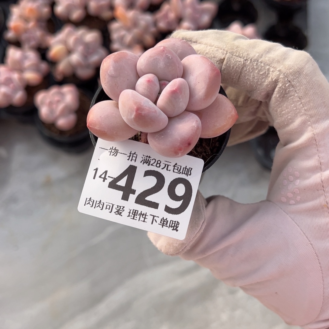 香水奶多肉多肉多肉多肉多肉