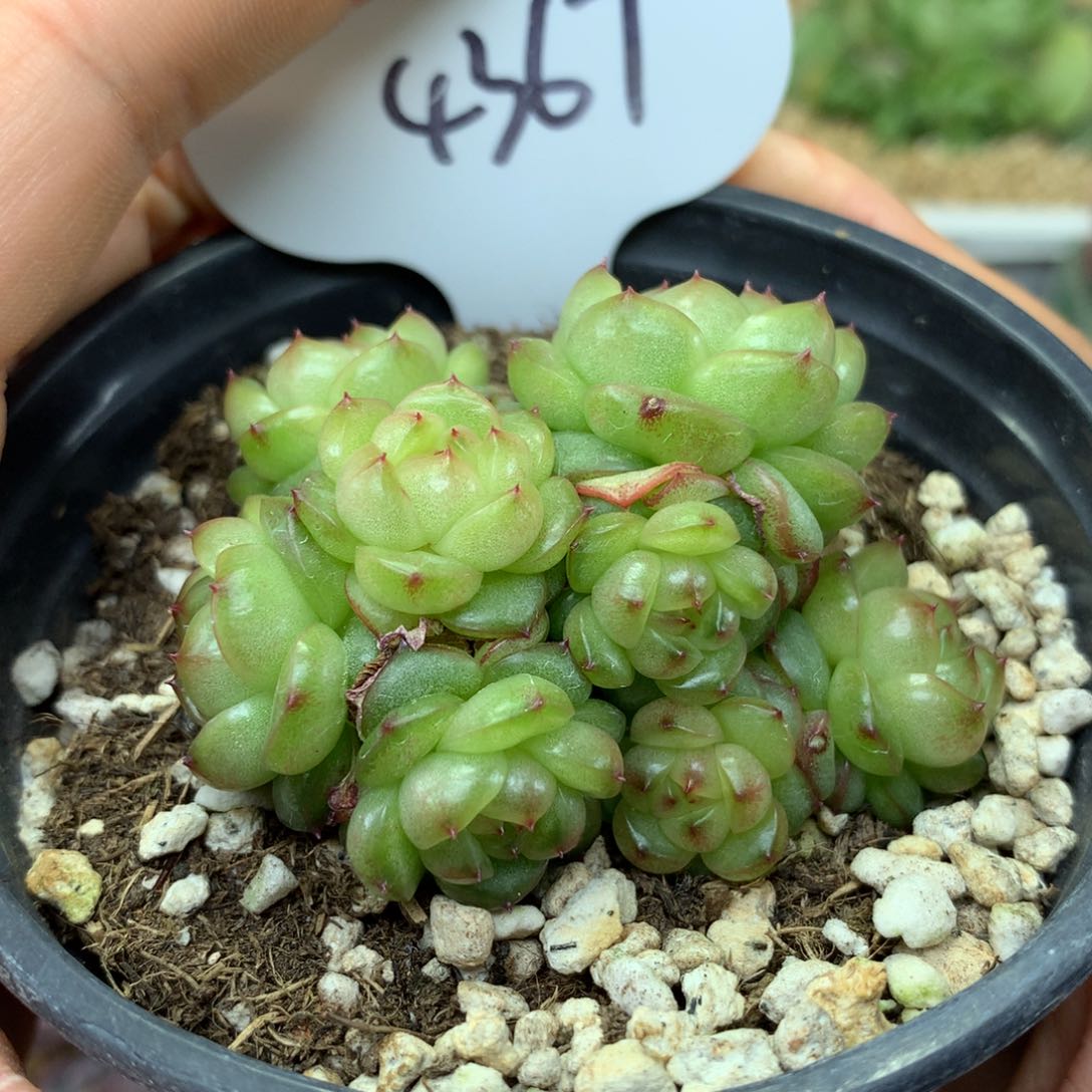 灯泡珍妮无砍自然群4367