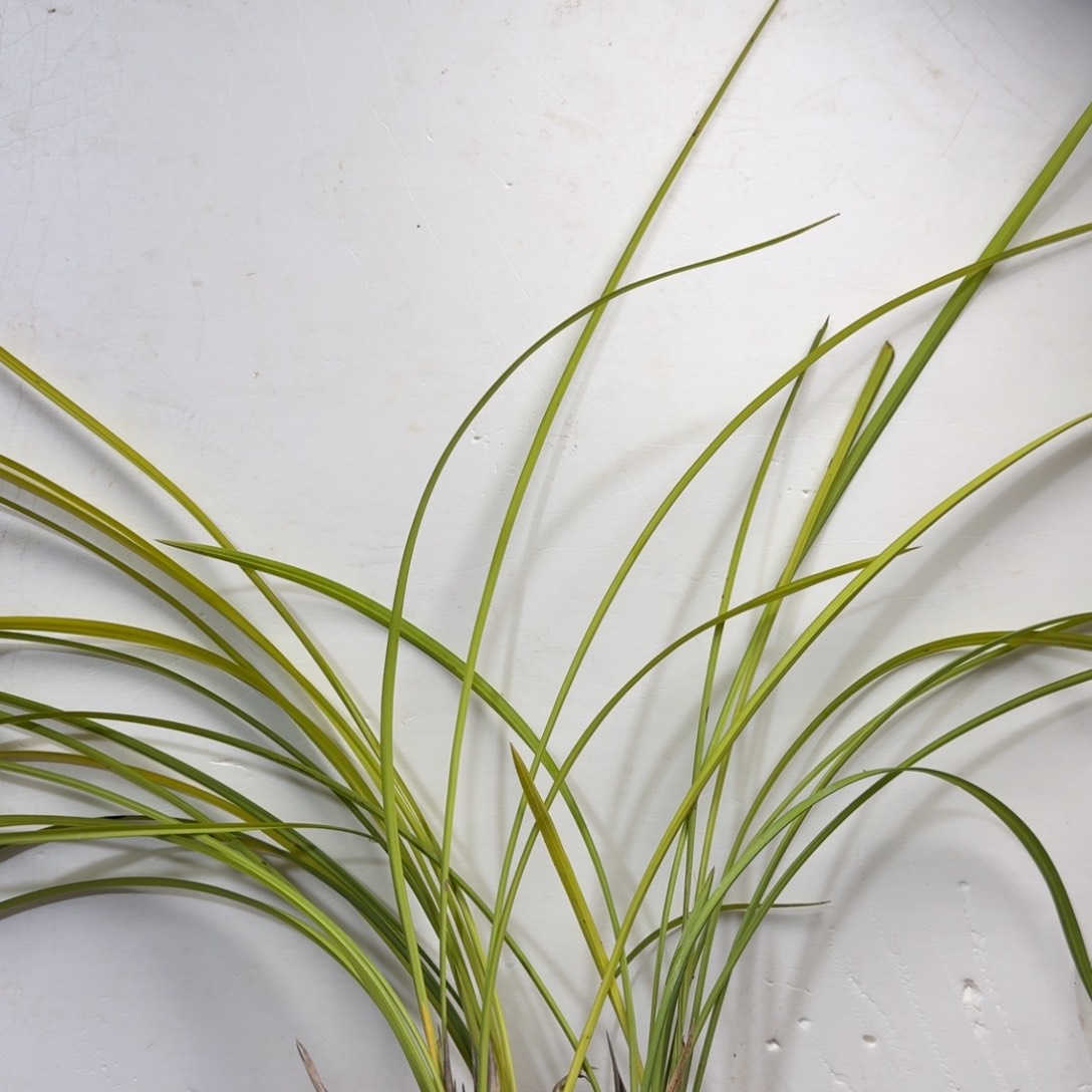 当前无花栽培后可以开花李*理