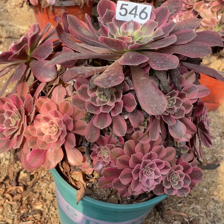 无花朵546多肉植物凤冠