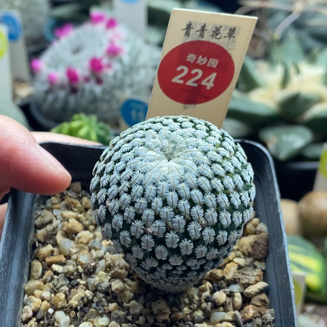 实生白斜子3.8cm一棵仙人球