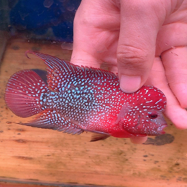 平***生罗汉鱼福利8888888888888