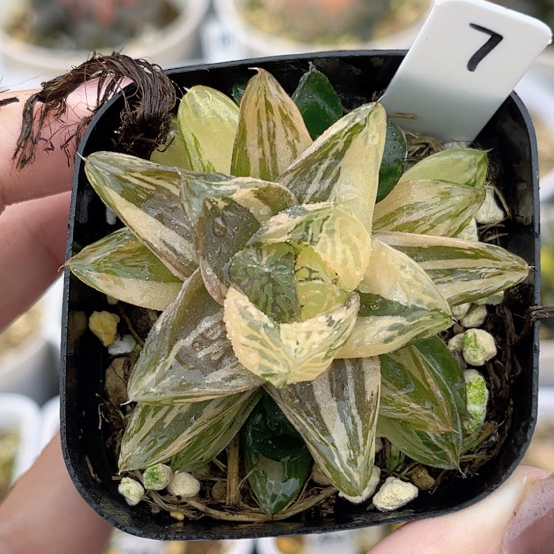7马琳玉露锦福利专场