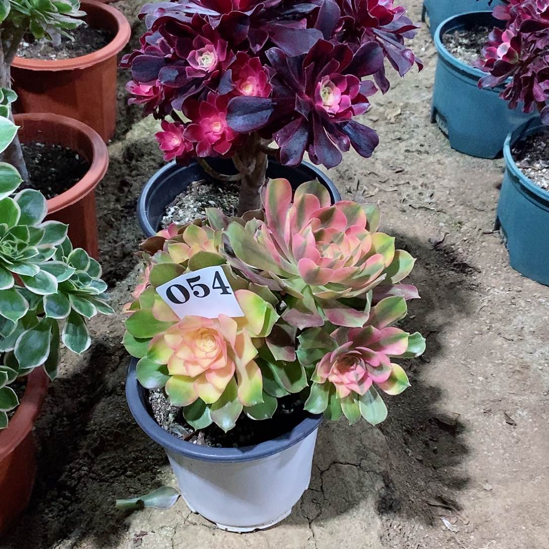 幸*星四个断枝美杜莎红袖053-084多肉法师