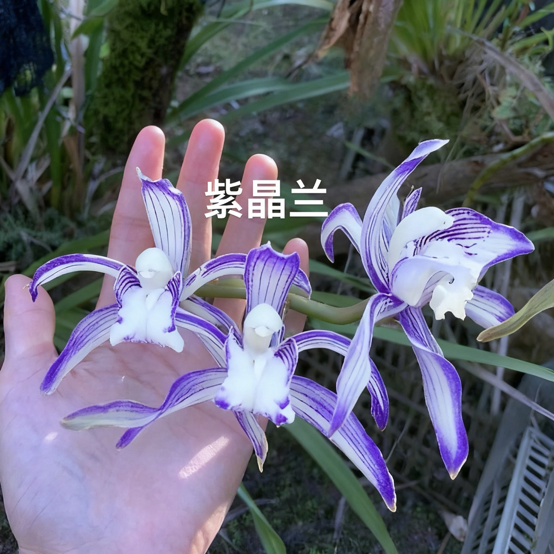 缅甸虎头兰 紫晶兰浓香室内盆栽绿植好养开花